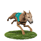 贏家娛樂城白金賽狗